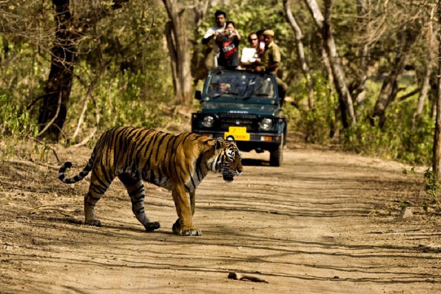 Ranthambore National Park