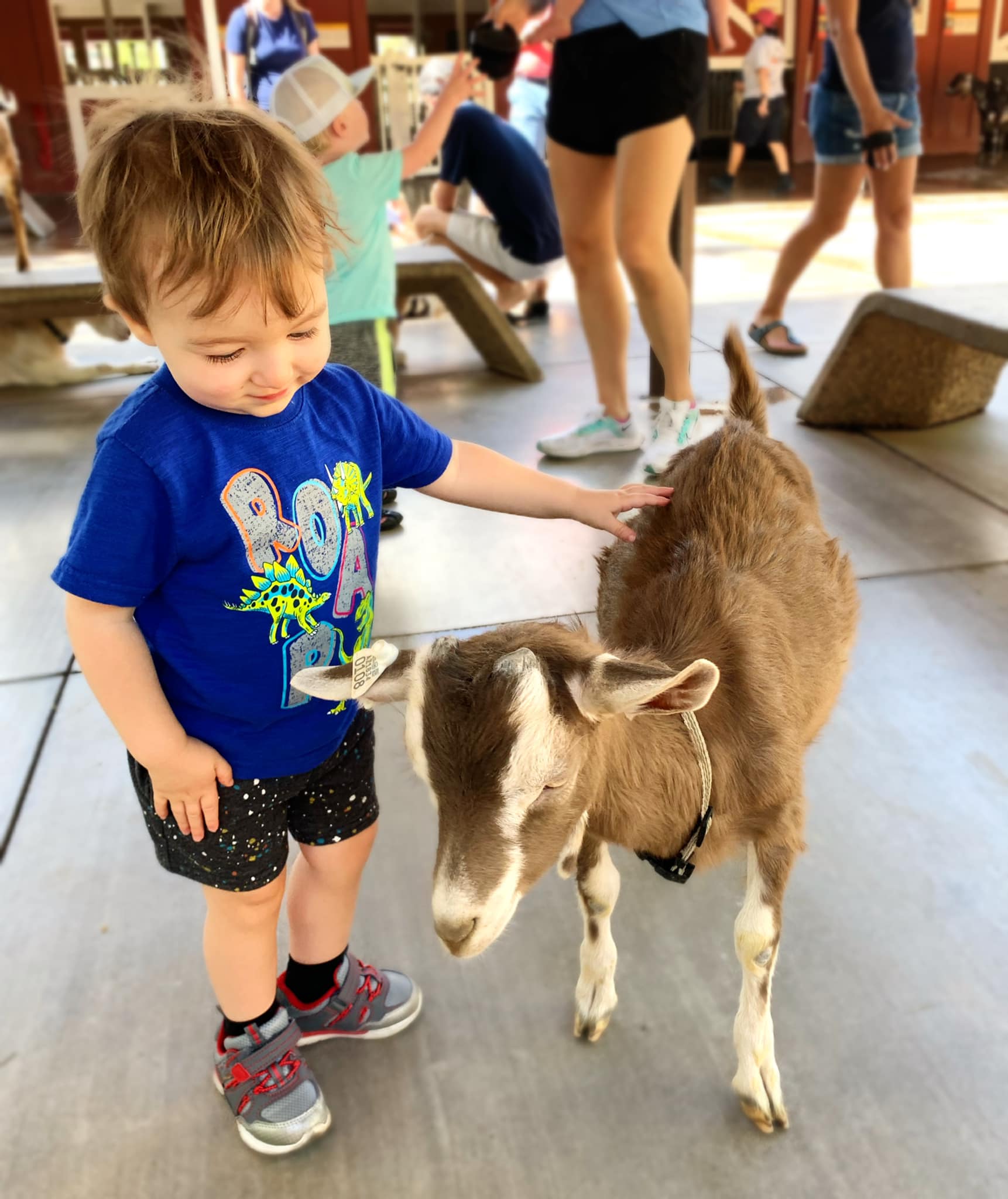 Goats at the Phoenix Zoo