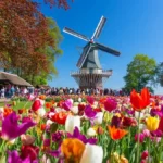 Amsterdam for Tulip Season