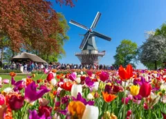 When is the Best Time to Visit Amsterdam for Tulip Season?