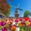 When is the Best Time to Visit Amsterdam for Tulip Season?