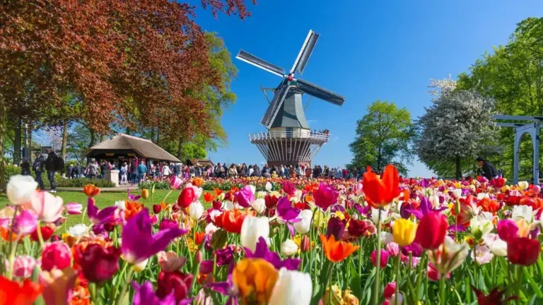 Amsterdam for Tulip Season Amsterdam for Tulip Season