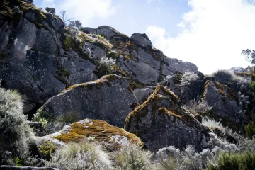 a large rocks with moss on them